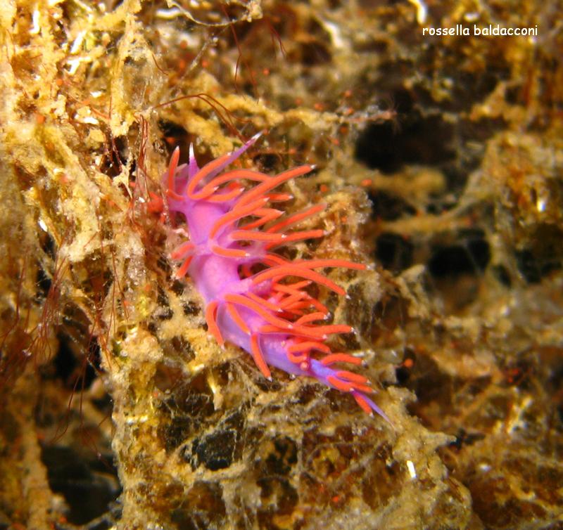 Flabellina ischitana Hirano & Thompson, 1990